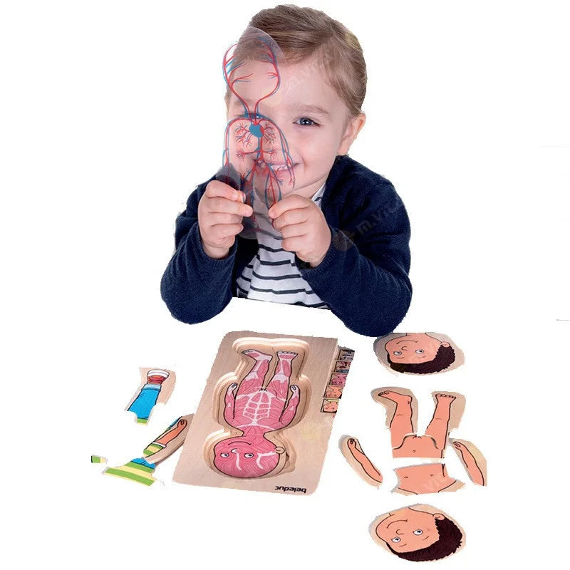 Human Body Anatomy Wooden Puzzles for Kids: Fun Science Learning!