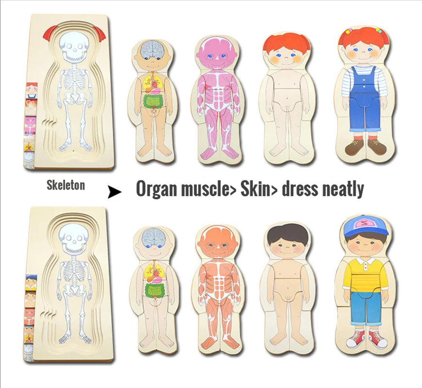 Human Body Anatomy Wooden Puzzles for Kids: Fun Science Learning!